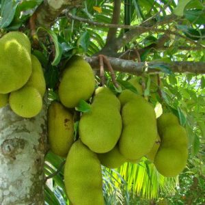 fruit orchard in mekong delta