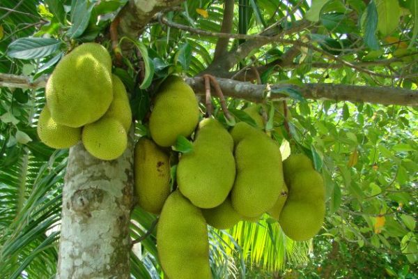 fruit orchard in mekong delta