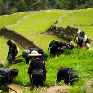 Paddy Fields Near Y Linh Ho Village Sapa