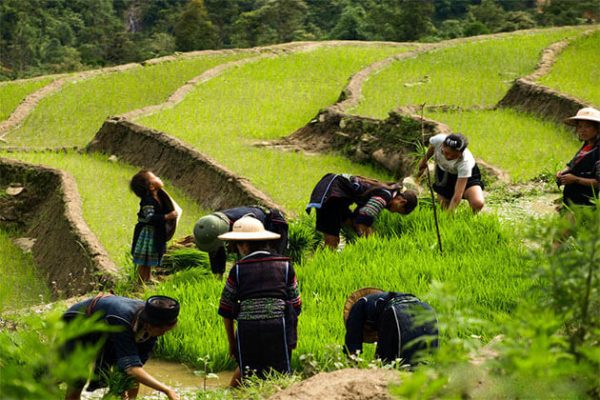 Paddy Fields Near Y Linh Ho Village Sapa