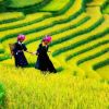 sapa rice terrace vietnam package holiday