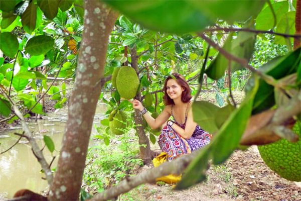 Fruit Orchards in Mekong Delta