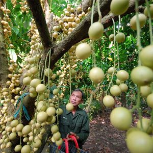 Fruit orchards in Mekong Delta