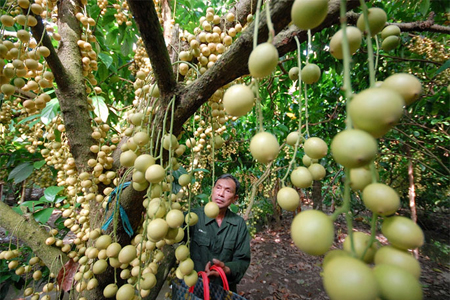 Fruit orchards in Mekong Delta